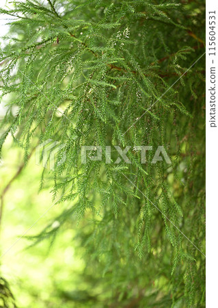 Cedar leaves in early summer Cedar leaves in early summer 115604531