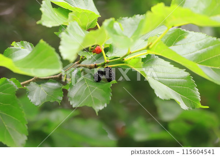 Black ripe mulberry fruit and red unripe mulberry fruit Black ripe mulberry fruit and red unripe mulberry fruit 115604541