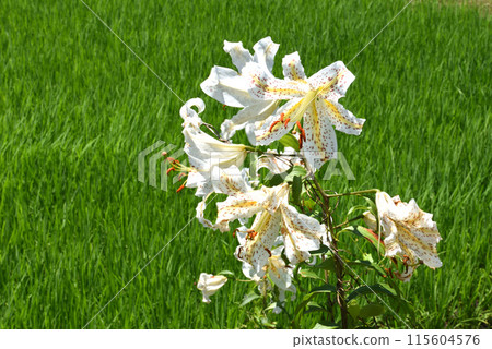 White lily flower 115604576