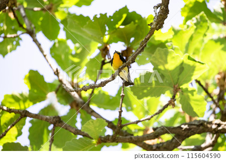 The beautiful song of the Narcissus flycatcher The beautiful song of the Narcissus flycatcher 115604590