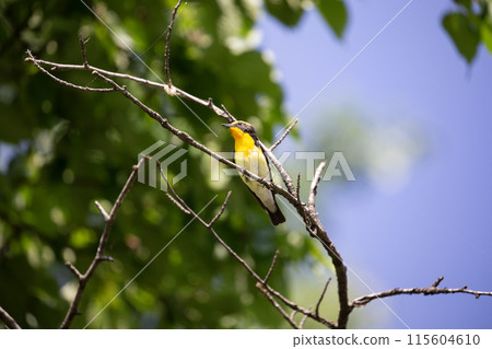 捕蠅器發出美麗的叫聲 115604610