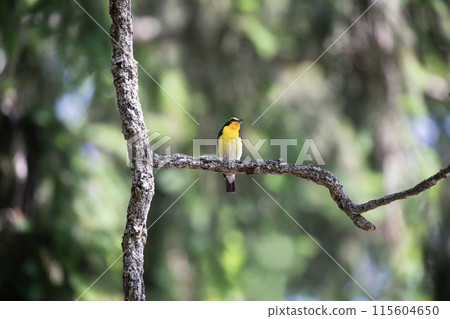 The beautiful song of the Narcissus flycatcher The beautiful song of the Narcissus flycatcher 115604650