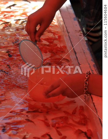 Goldfish scooping  Goldfish scooping  115604684