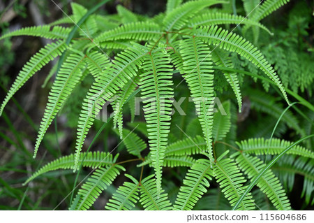 Small fern in early summer Small fern in early summer 115604686