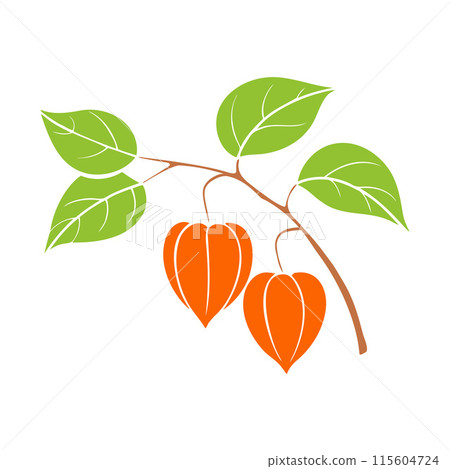 Physalis decorative branch of dried flowers for autumn, isolated on white background. 115604724