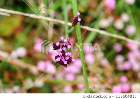 Verbena flowers seen in the World Heritage Site of the Cirque de Salazy on the French overseas island of Reunion 115604815