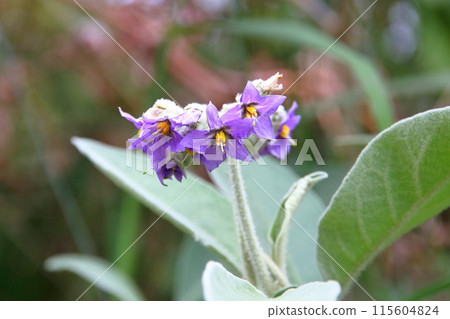 Eggplant flowers seen in the World Heritage site of the Cirque de Salazy on the French overseas island of Reunion 115604824
