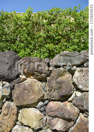石垣和籬笆 115604835