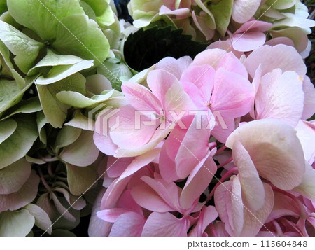 Hydrangea Lumiere 115604848