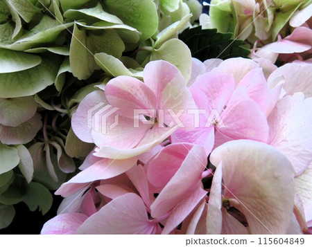 Hydrangea Lumiere Hydrangea Lumiere 115604849