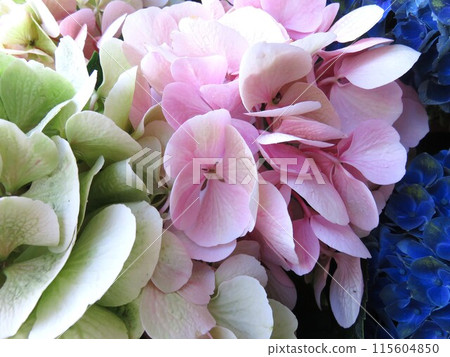Hydrangea Lumiere 115604850