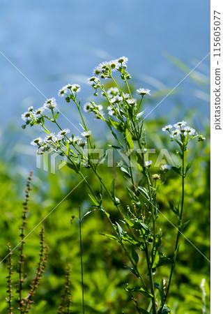 信濃川安城堤防春子園 (Haruzion) 信濃川安城堤防春子園 (Haruzion) 115605077