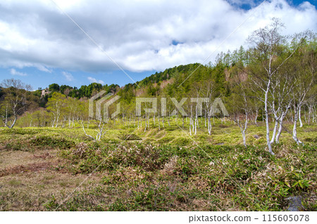 White birch forest and blue sky White birch forest and blue sky 115605078