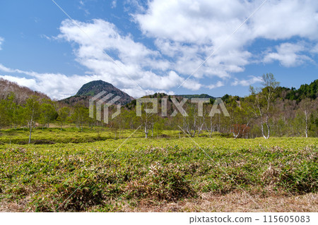 笠岳與白樺林 笠岳與白樺林 115605083