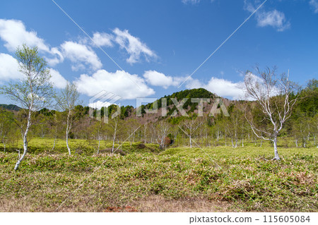 Young leaves of birch forest Young leaves of birch forest 115605084