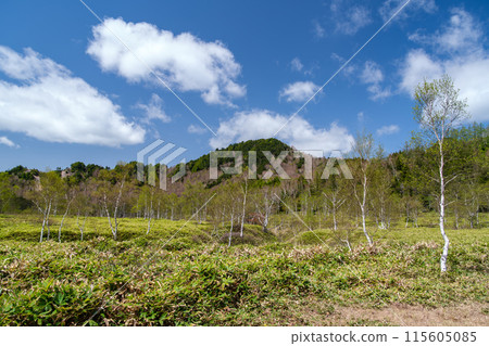 白樺林和雲彩 白樺林和雲彩 115605085