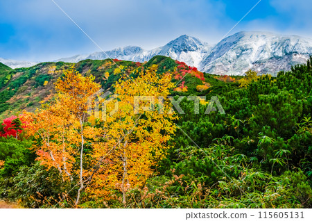 Snow-capped Mt. Tokachi and autumn foliage spreading at the base 115605131
