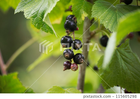 Ripe black currants hanging from a branch surrounded by dark green leaves Ripe black currants hanging from a branch surrounded by dark green leaves 115605298