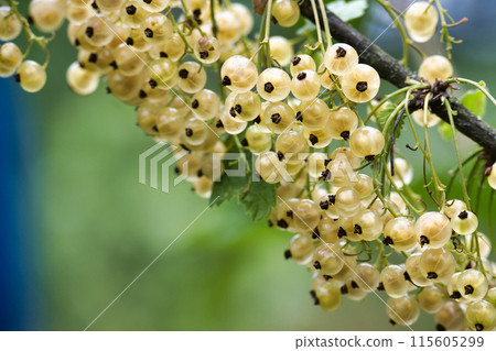 Bunch of white currants hanging from a tree branch Bunch of white currants hanging from a tree branch 115605299