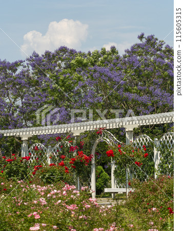 玫瑰園與藍花楹花 玫瑰園與藍花楹花 115605315