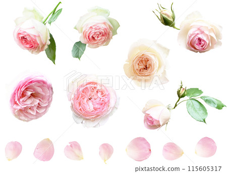 Cutout set - Rose 5 (Pierre de Ronsard) Cutout set - Rose 5 (Pierre de Ronsard) 115605317