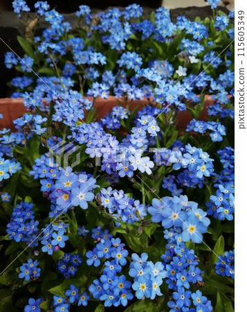 Forgotten grass in full bloom Forgotten grass in full bloom 115605349