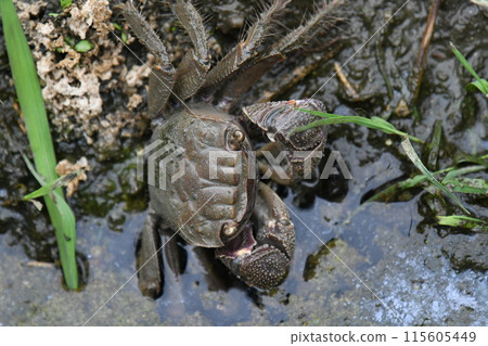 Black-capped crab entering the water Black-capped crab entering the water 115605449