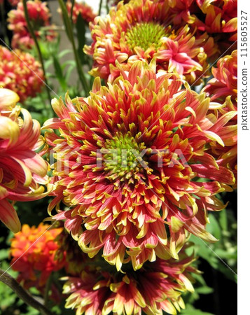 Gaira Rudia 115605527