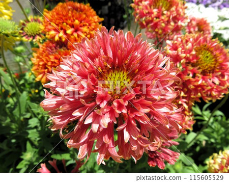 Gaira Rudia Gaira Rudia 115605529