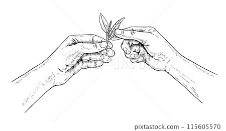 Hand holds Tea leaves. Vector handdrawn illustration. The picker picked a sprout sketch drawing. Black and white vintage art. Editable composition. A farmer plants a plant. For printing on packages 115605570