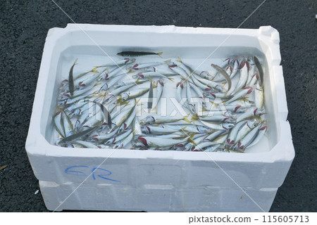 Caught fishes and fishing equipments Istanbul. 115605713