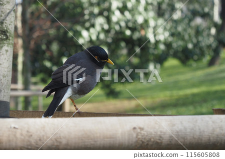 A gorgeous black bird is perched on a wooden surface against a lush green background 115605808