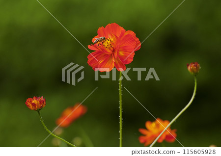 Yellow cosmos with slightly thick, jagged leaves 115605928