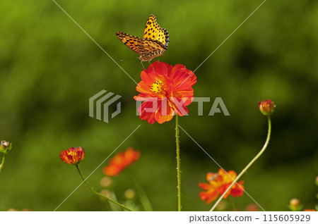 Yellow cosmos and swallowtail butterflies have rather thick, jagged leaves. Yellow cosmos and swallowtail butterflies have rather thick, jagged leaves. 115605929