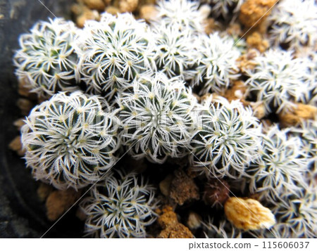 仙人掌幼苗 115606037