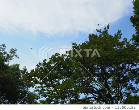 天空和森林、綠意和風治癒的放鬆空間 115606182