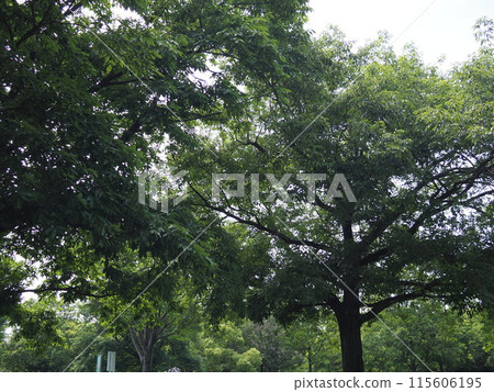 A relaxing space where you can feel the healing power of the sky, forest, greenery and wind A relaxing space where you can feel the healing power of the sky, forest, greenery and wind 115606195