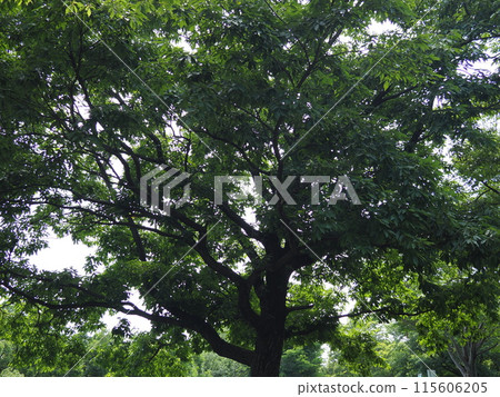 A relaxing space where you can feel the healing power of the sky, forest, greenery and wind A relaxing space where you can feel the healing power of the sky, forest, greenery and wind 115606205
