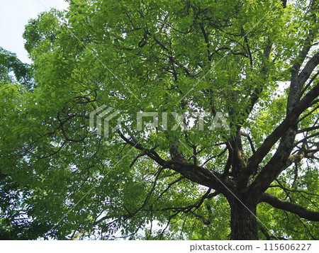 A relaxing space where you can feel the healing power of the sky, forest, greenery and wind A relaxing space where you can feel the healing power of the sky, forest, greenery and wind 115606227