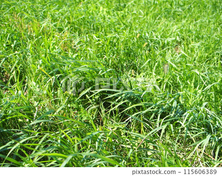 草原：在風吹過的草原上度過時光。 115606389