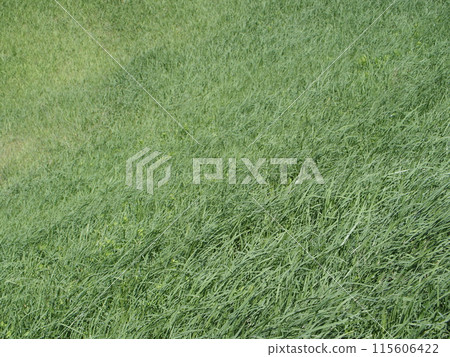 Grassland Spend time on the windy grassland. Grassland Spend time on the windy grassland. 115606422