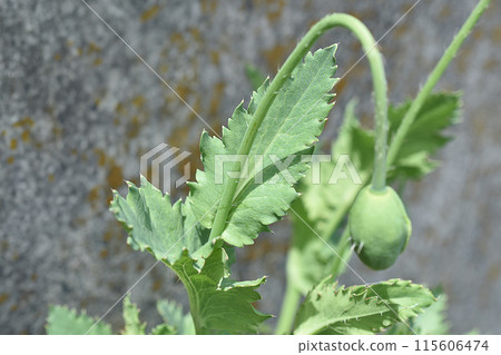 Poppy leaves 115606474