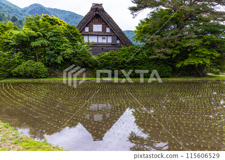 [Gifu Prefecture_Shirakawa-go] Japan's original landscape in early summer 115606529