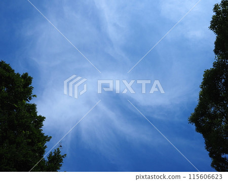 Enjoy the forest and sky, and be soothed. 115606623