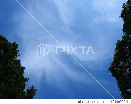 Enjoy the forest and sky, and be soothed. Enjoy the forest and sky, and be soothed. 115606624