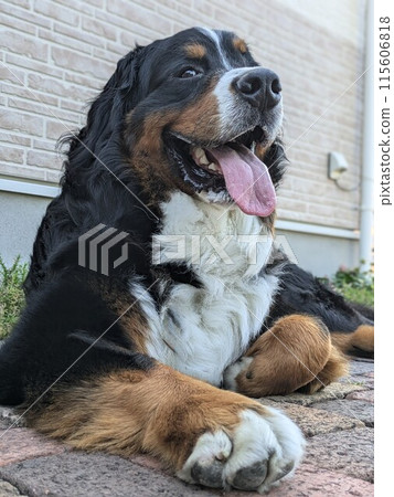 酷伯恩山犬 酷伯恩山犬 115606818