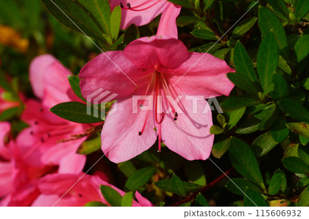 Satsuki's flower 115606932