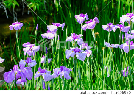 Purple iris Purple iris 115606950