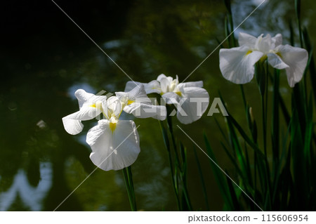 White irises White irises 115606954