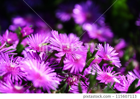 松菊 松菊 115607113